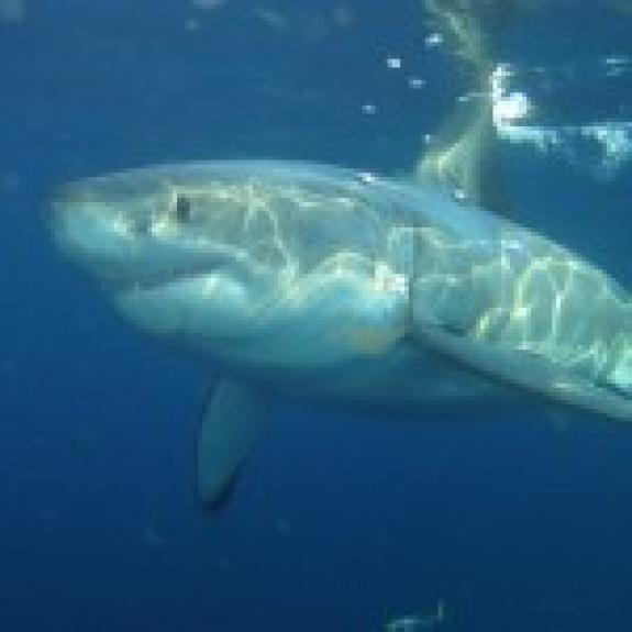 Caradonna's Ann Louise Tuke Guadalupe Great White Shark Adventure