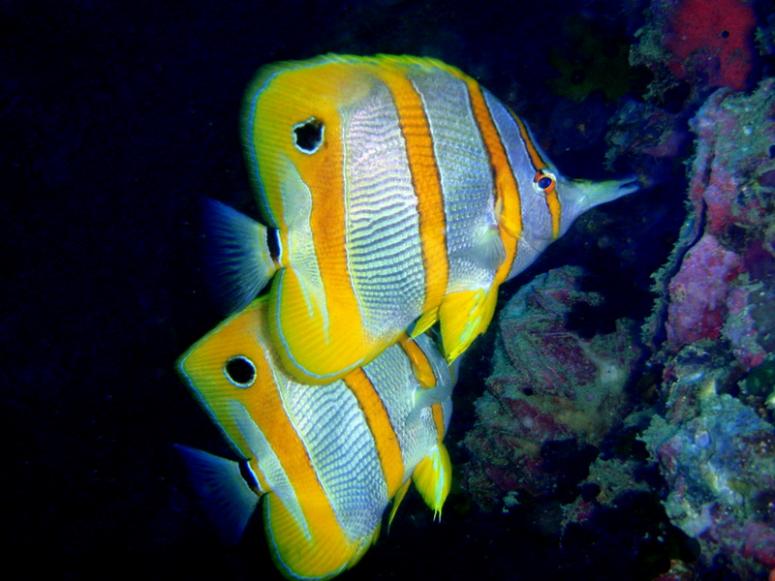 Long-Beaked Coralfish