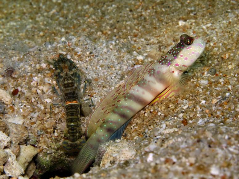 Pink-Spotted Shrimpgoby with Pistol Shrimp at Mae Haad, Koh Phangan