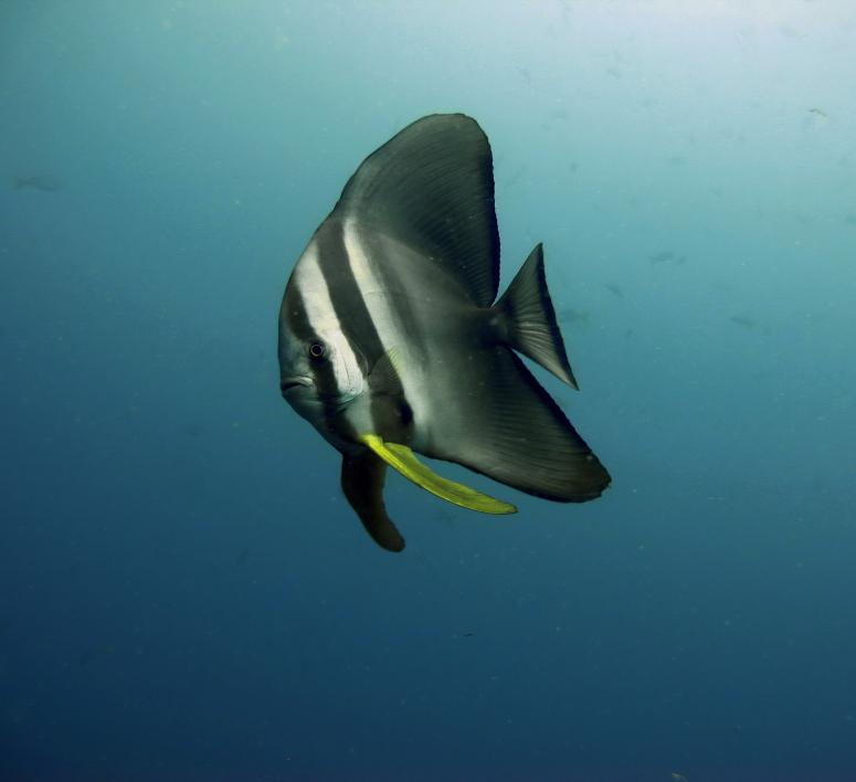 Juvenile Teira Batfish at Sail Rock
