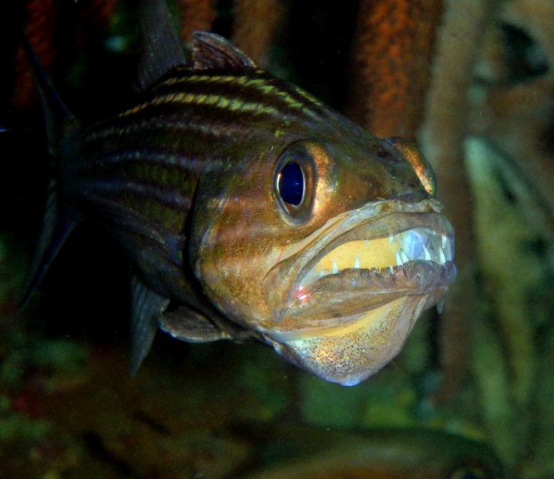 Tiger Cardinalfish with Eggs inside the mouth