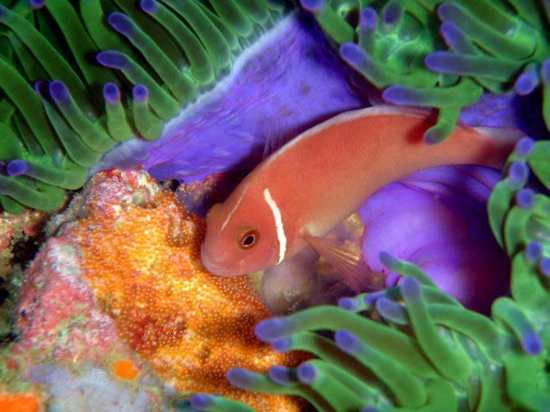 Pink Anemonefish Guarding its Eggs