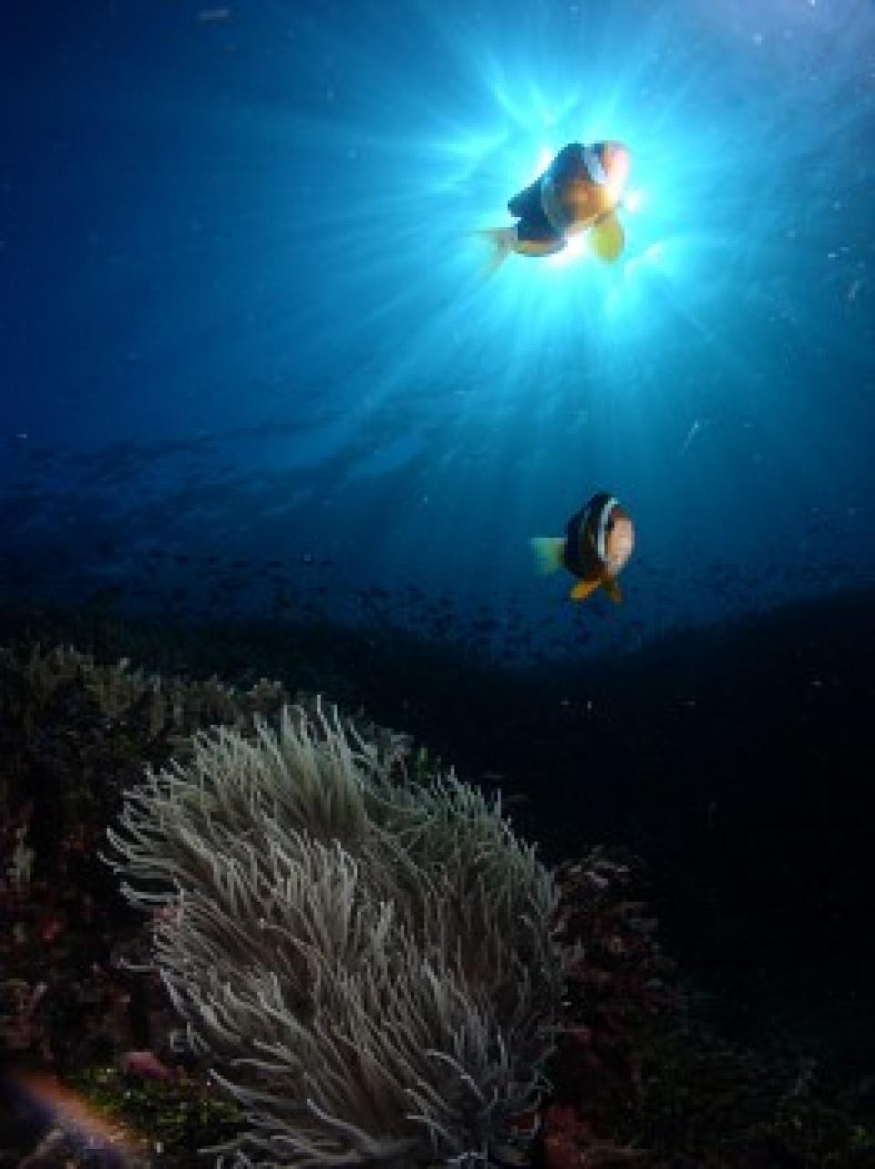 Bunaken Reef