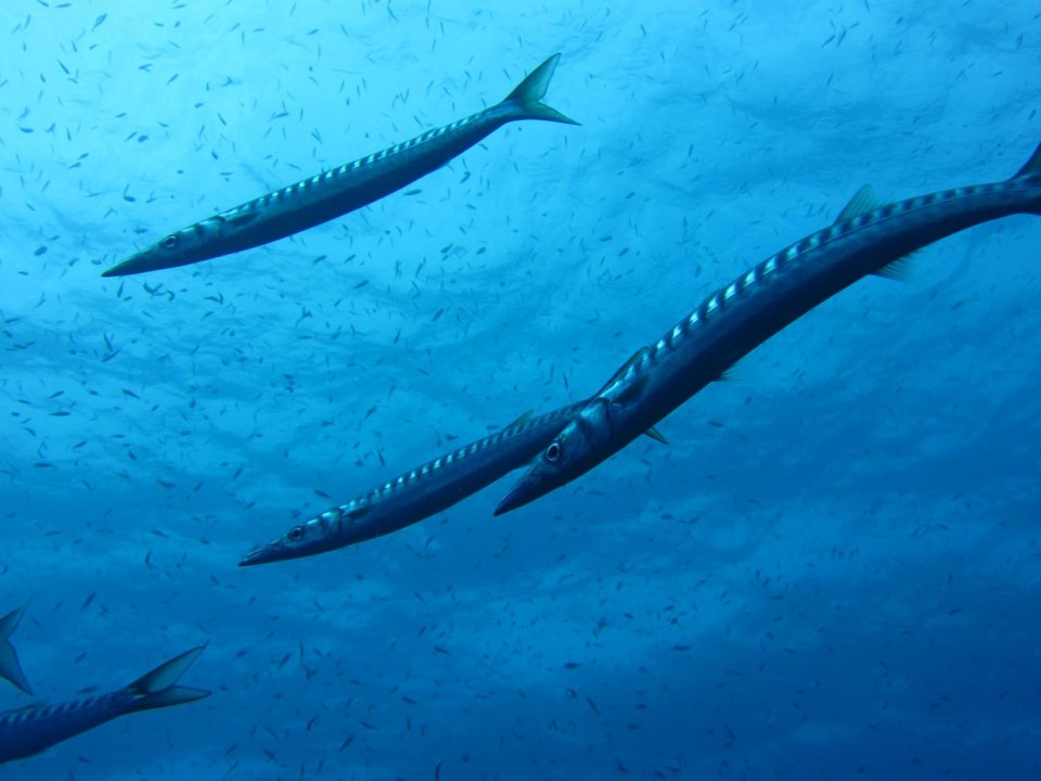 Barracudas Mykonos