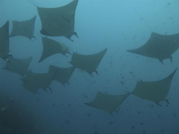 Scuba Diving Belongas Bay