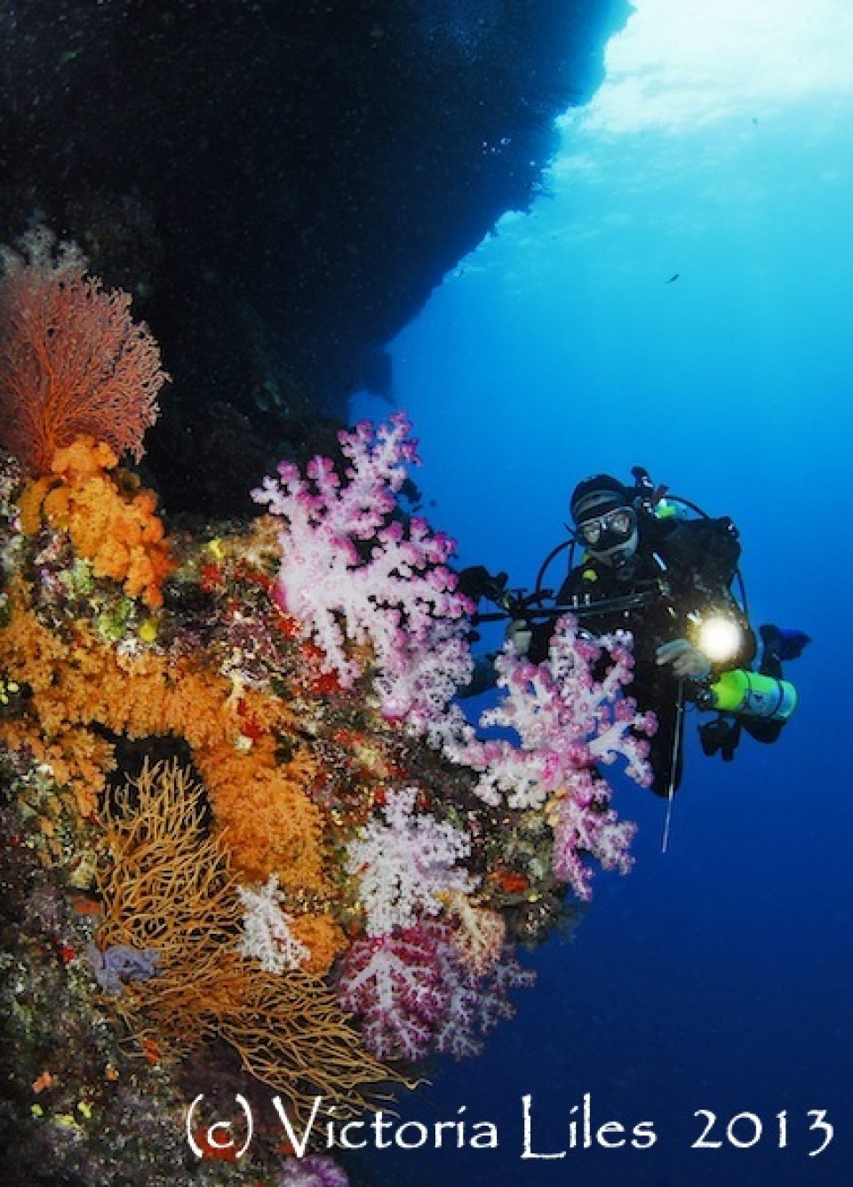 Diver off E6 Bligh Water Fiji - Dive Wananavu Fiji