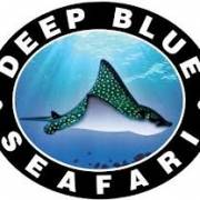 Deep Blue Dive Seafari