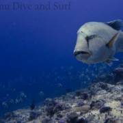 Laamu Dive and Surf