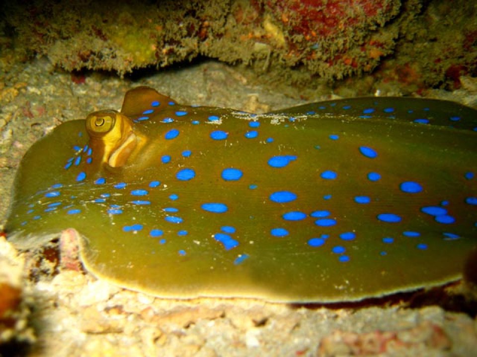 Blue spotted lagoon ray