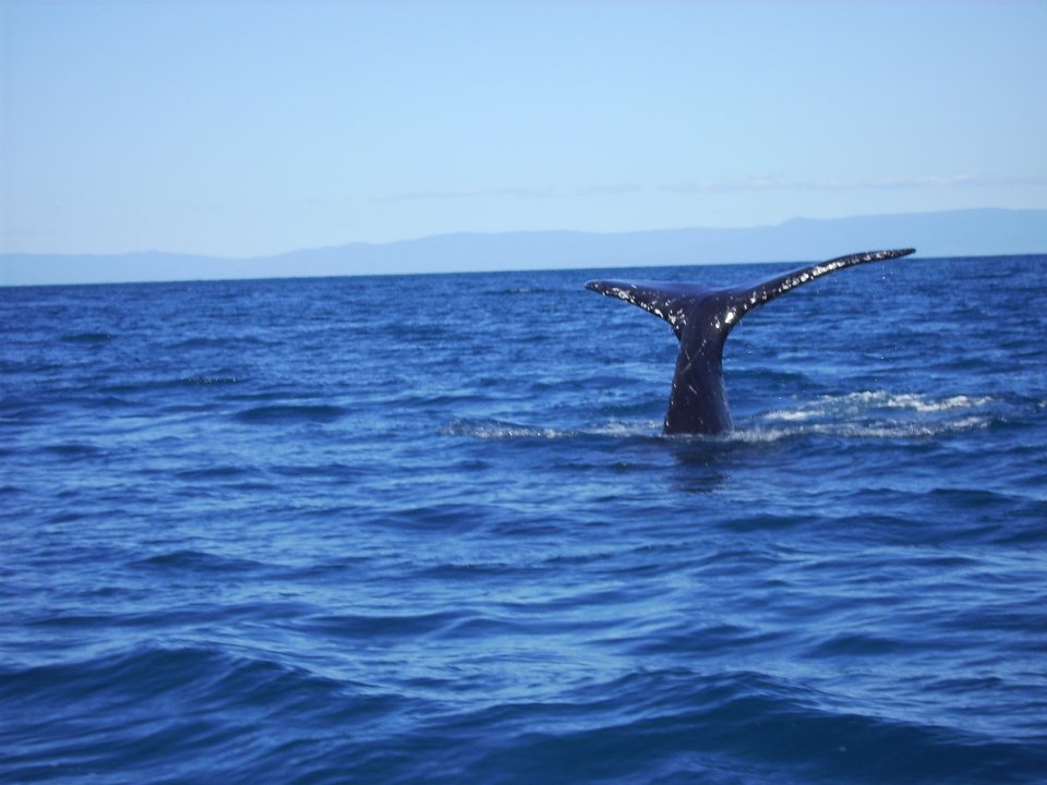 Pelorus Island - Whales seen between July and August. 