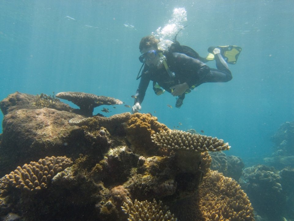 Pelorus Island - surrounding reefs 