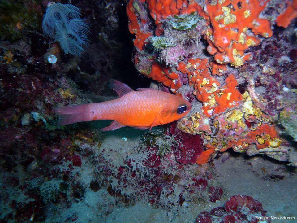 Reef dive