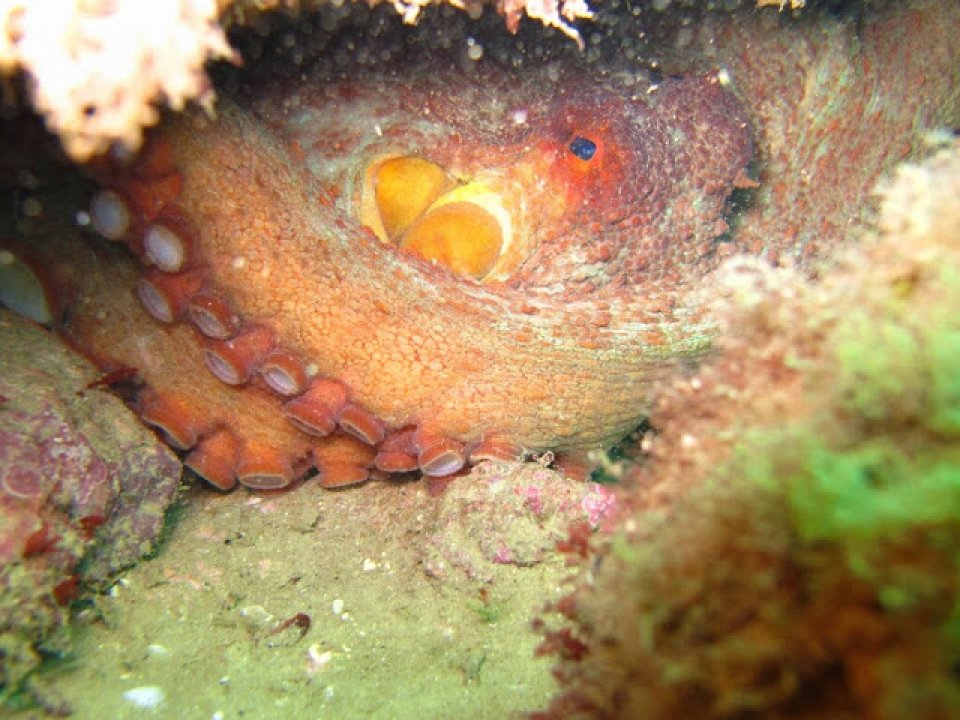 octopus on a dive in Herzeliya