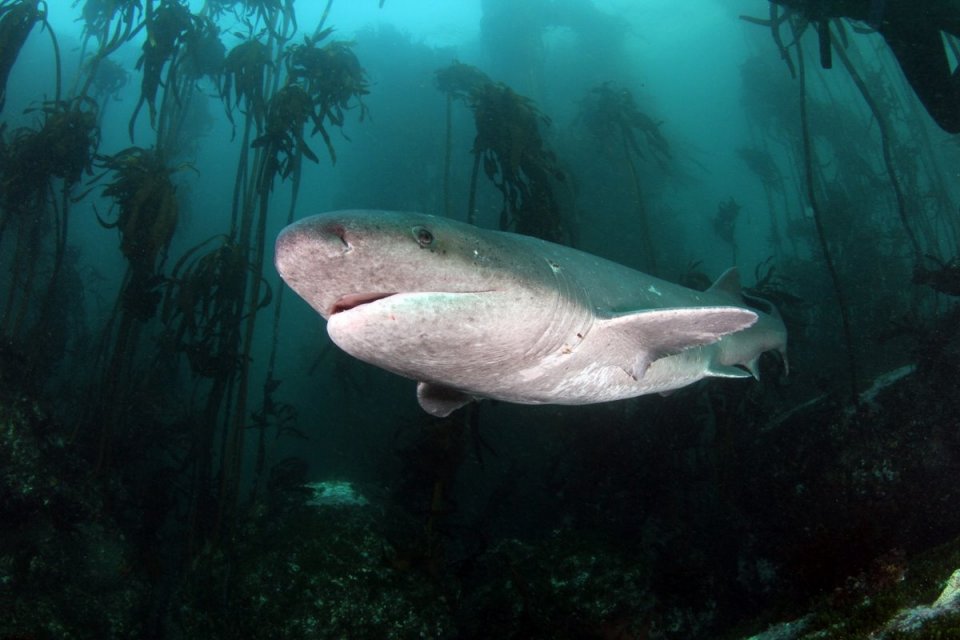 7 Gill Cowshark on our Cape extension