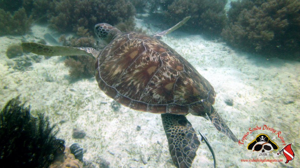Turtles at Sumilon Island
