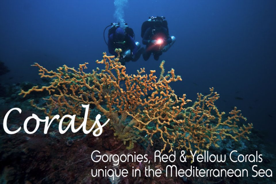 Gorgonies Corals
