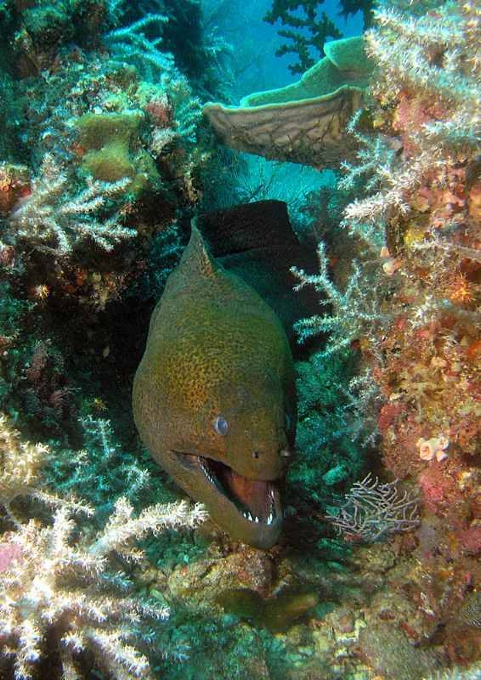 Giant Morray Eel at Chebeh Island dive site