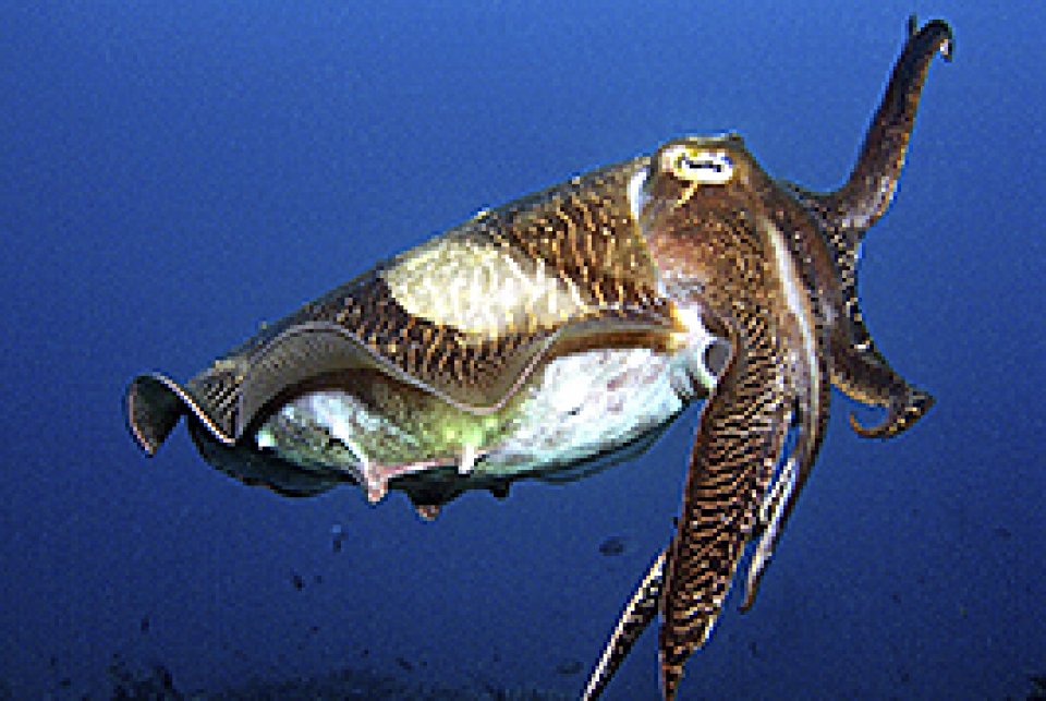 Reef Cuttlefish on the house reef