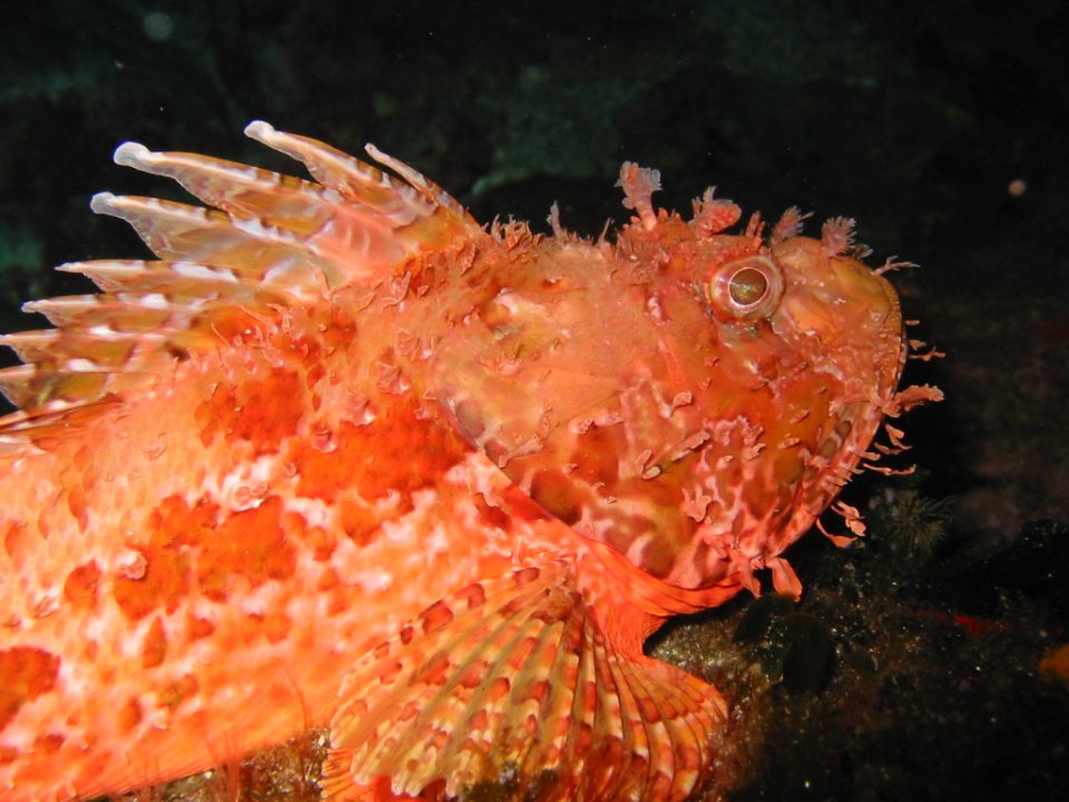 red scorpionfish - Monaci Rocks