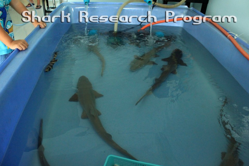 Shark Research