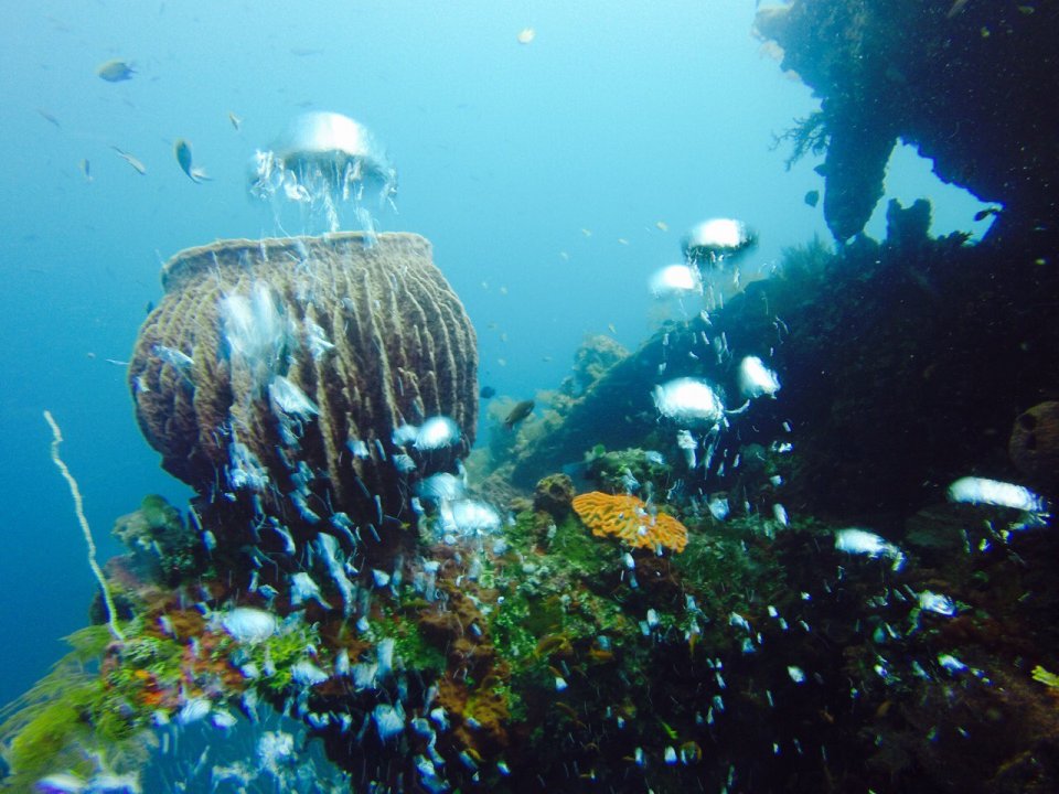 Sponge & bubbles diving CANDIDASA diving.DE tauchen tauchschule bali candidasa indonesien