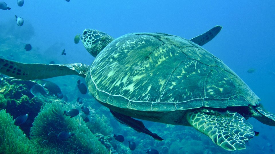 Turtle with Spindfrift Reefs