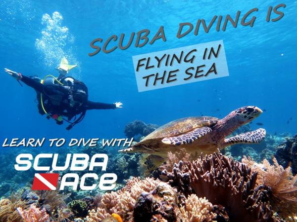 Scuba diving is flying in the sea, learn to dive with us. Photo taken at Sipadan Island, Malaysia.