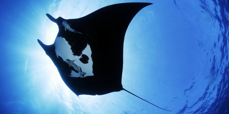 Black manta ray