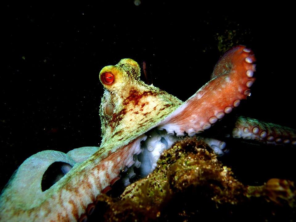 Common Octopus (Octopus vulgaris) on Night Dive