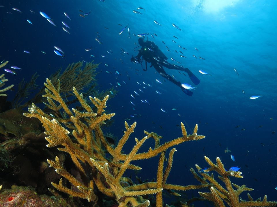 Caballerote Reef (18 meters Deep)