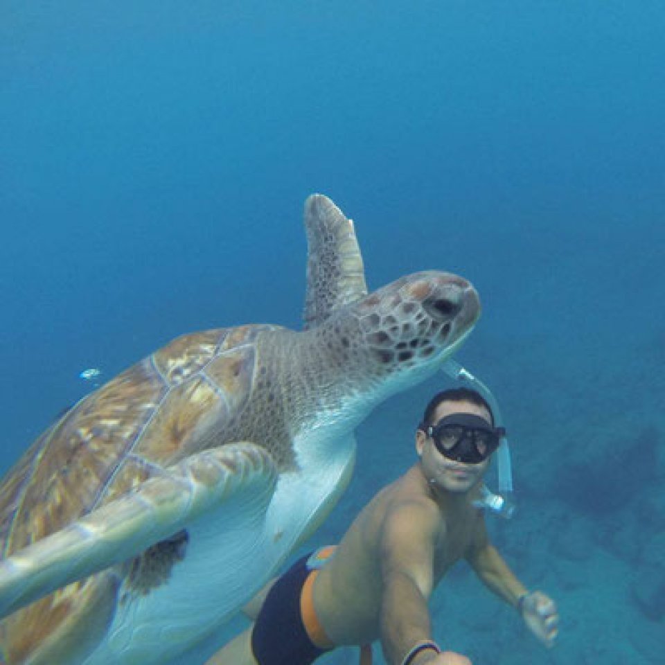 Snorkeling with Turtles 