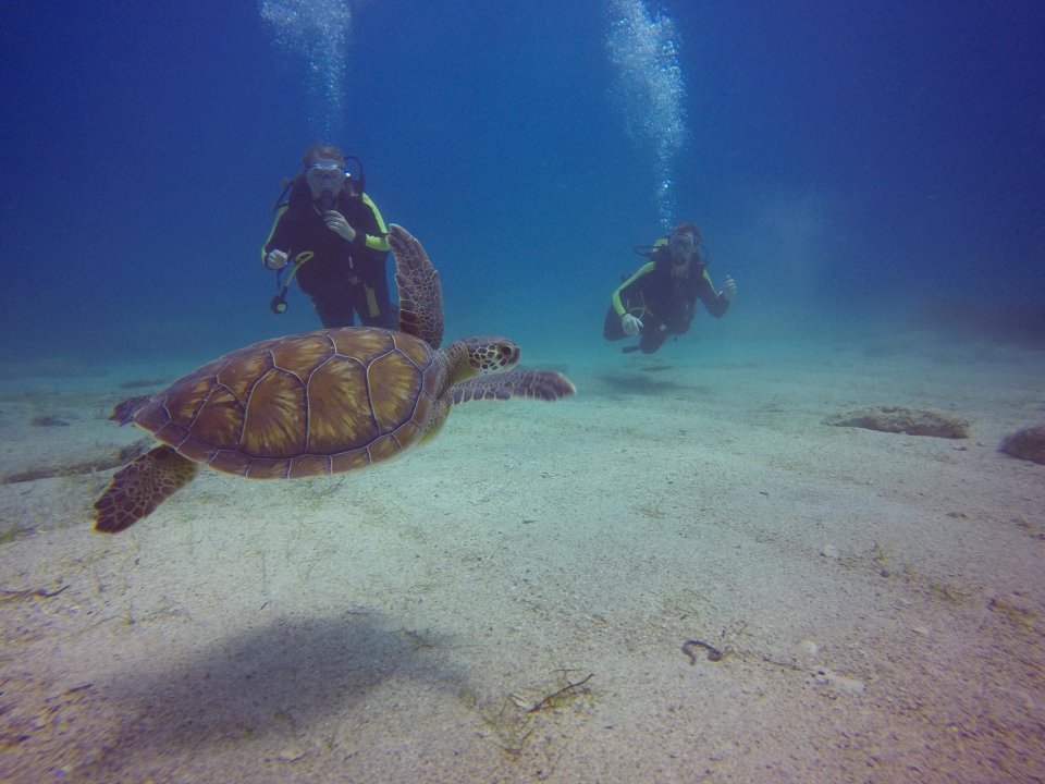 Diving with Turtles in Cyprus