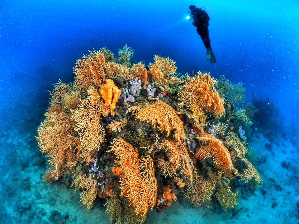 Ayvalik gorgonian coral