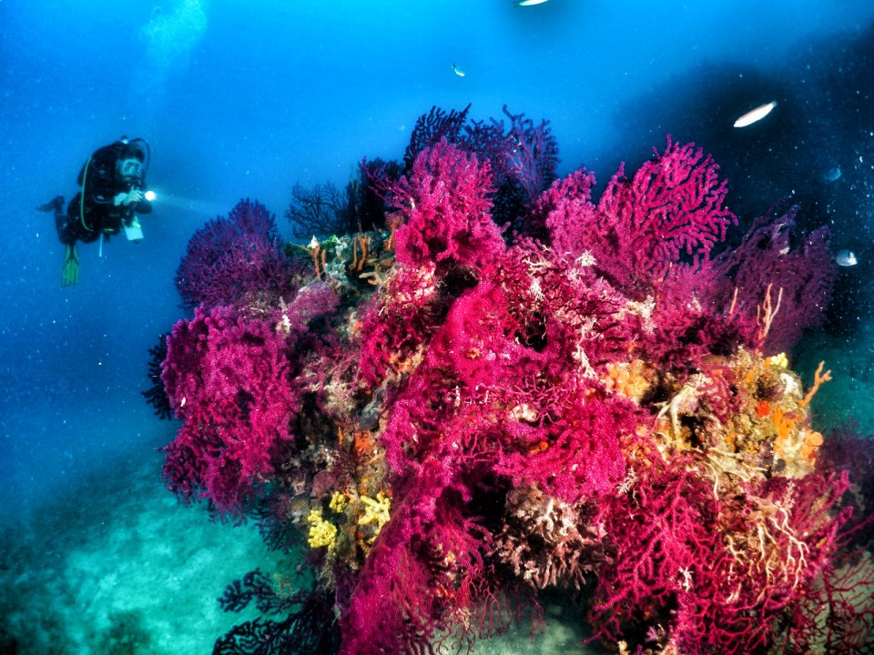 Turkey Balikesir Ayvalik  red gorgonian coral