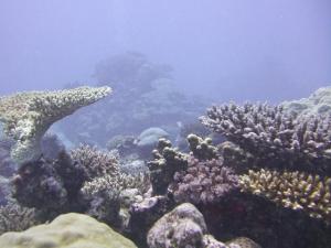 Coral Village is a huge garden of soft coral