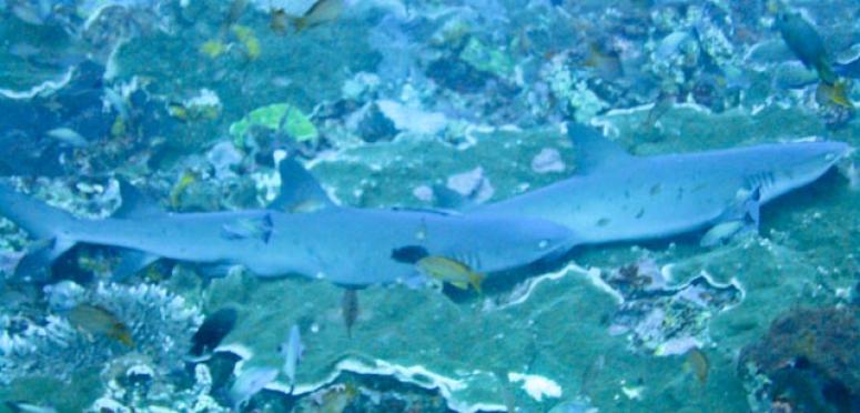 Sharks in Batu Bolong