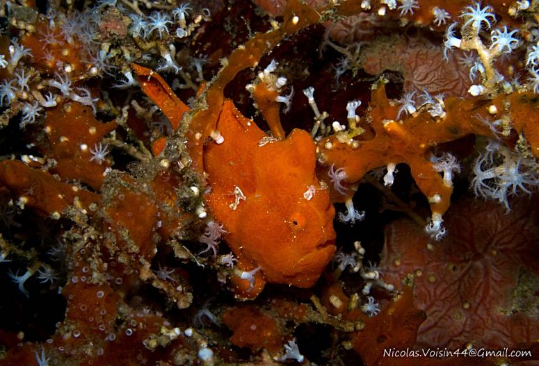 little frogfish in the wreck