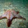 Cushion Star Fish