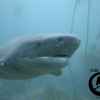 7 Gill Cow Shark Dive