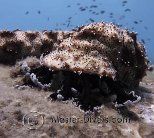 Marbled Sea Cucumber