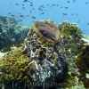 Barrel Coral Sponge