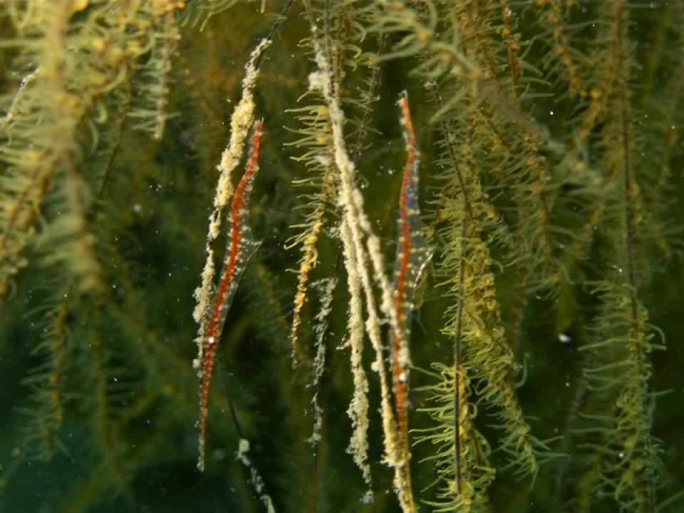 Razor Shrimp, Coron Palawan