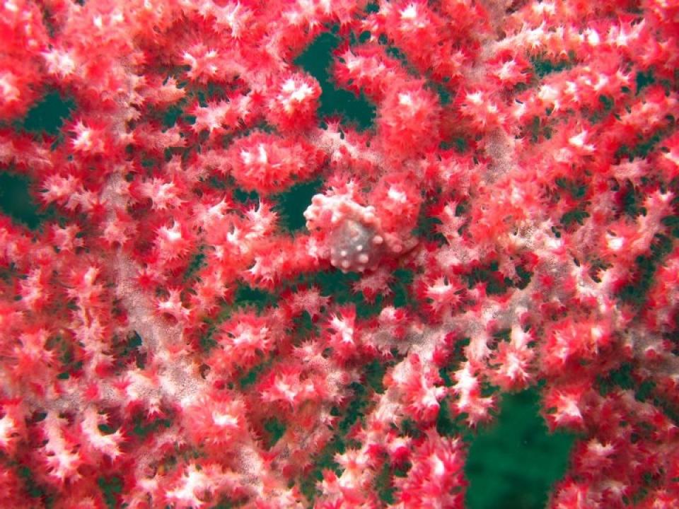 Sea Fan Corals and Pygmy Seahorse, Malapascua Cebu