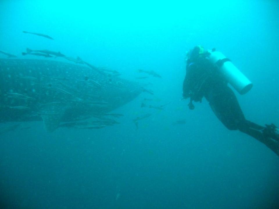 Whaleshark Outside Irako Maru, Coron Palawan