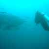 Whaleshark Outside Irako Maru, Coron Palawan