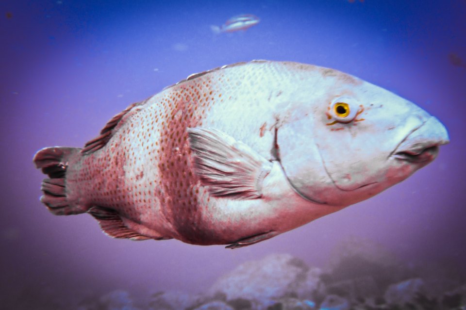 A parrotfish shot