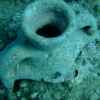Amphora Reef archeology