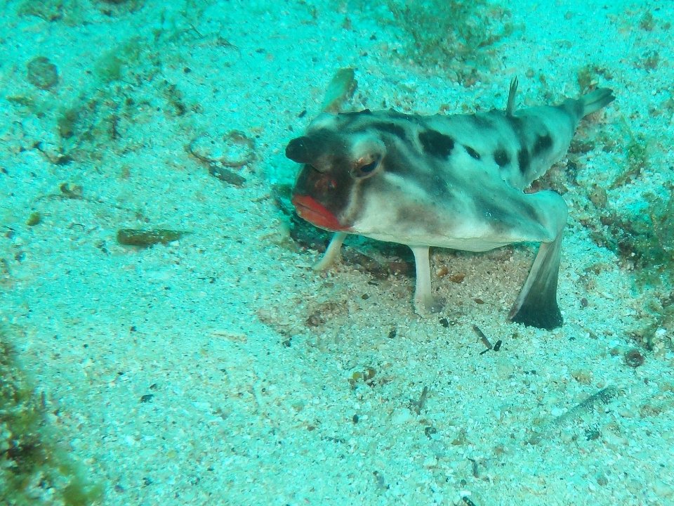 Rosy Lipped Batfish