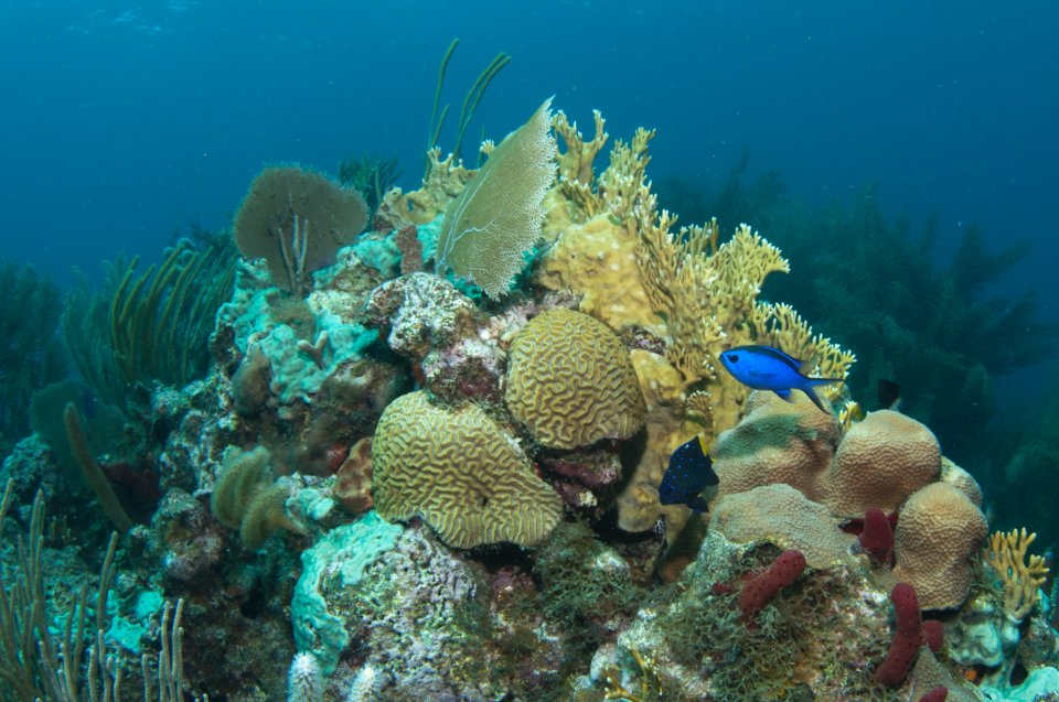 Coral diving