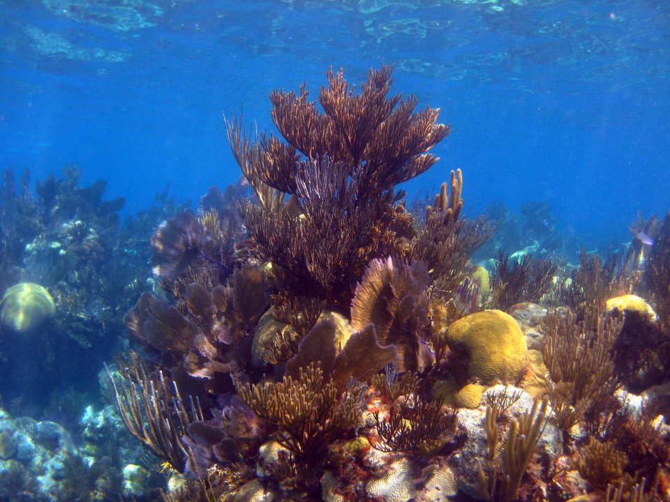 Bermuda reef
